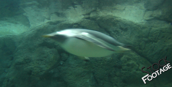 "Penguins 4" Full HD Stock Footage 1920x1080