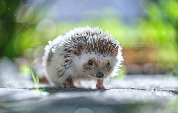 Small african hedgehog pet on green grass outdoors on summer day. Keeping  domestic animals and Stock Photo by bilanol