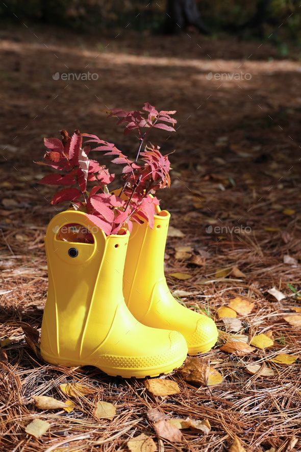 yellow rain boots in a forest. rubber boots with autumn leaves.