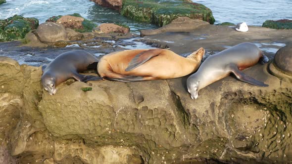 Sea Lions on the Rock in La Jolla. Wild Eared Seals Resting Near Pacific Ocean on Stones. Funny Lazy alt