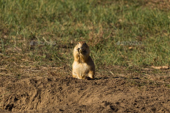 Prairie dog on a sunny day - Stock Photo - Images
