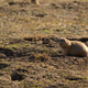 Prairie dog on a sunny day - PhotoDune Item for Sale
