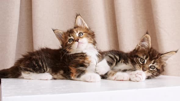 Striped Grey Kittens Lies on the Podium and iPlaying alt