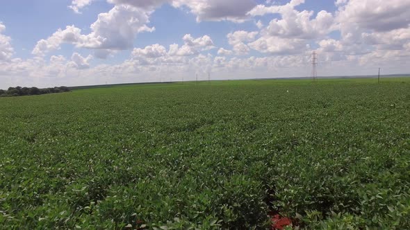 Soybean plantation with moving aerial view