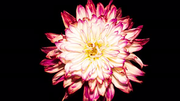 Purple White Dahlia Flower Opens in Time Lapse on a Black Background. The Pink Plant Blooming alt