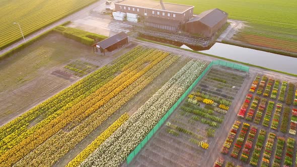 Aerial view of rows of tulips in Keukenhof botanical garden, Lisse, Netherlands. alt