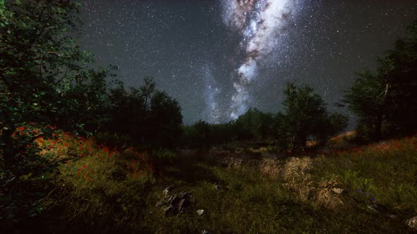 Green Trees Woods In Park Under Night Starry Sky alt