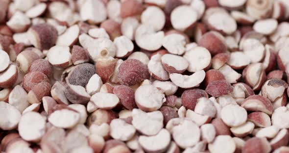 Chinese Gordon euryale seed alt