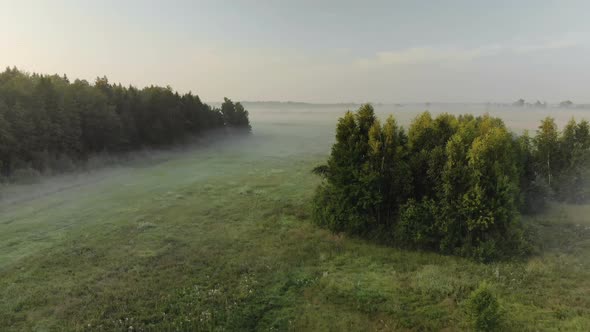 Aerial View of the Green Edge of the Forest with Bushes and Farmland Before Sunrise in Summer alt