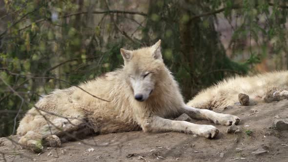 Arctic wolf (Canis lupus arctos), also known as the white wolf or polar wolf