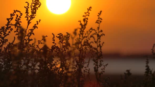 The Wind Sways the Dry Grass Against the Backdrop of a Beautiful Sunset