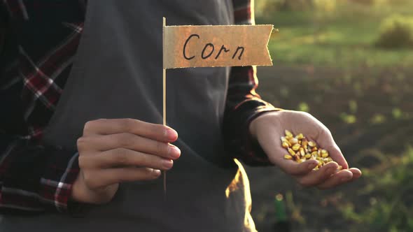 Gardener Agronomist Man Agriculture Woman Stands On Plantation Field With Corn In Hands, Grains alt