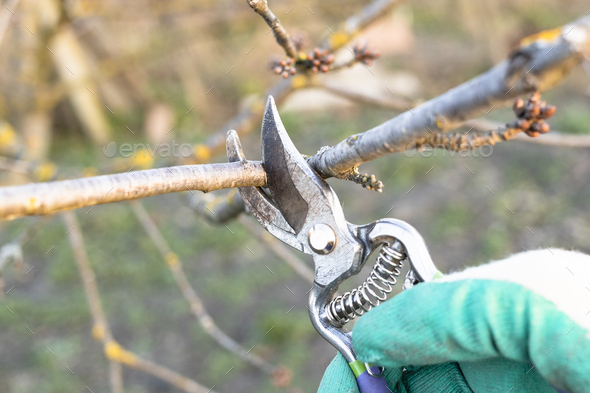 pruning twig of fruit tree with secateurs close up - Stock Photo - Images
