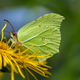Yellow Brimstone Butterfly - PhotoDune Item for Sale