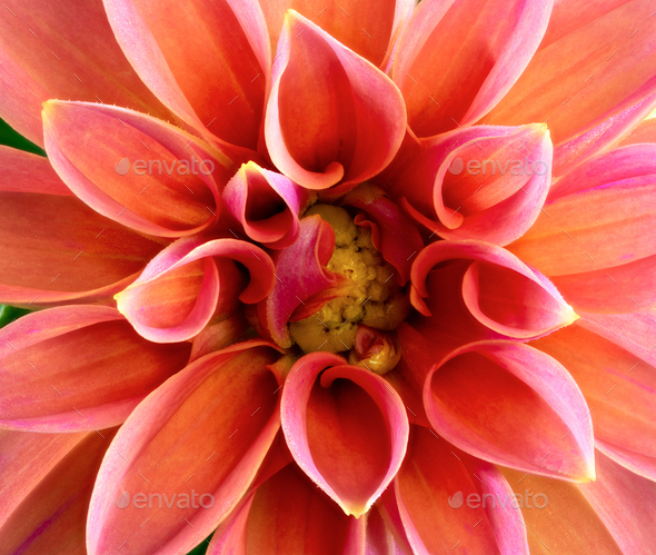 Abstact natural flower background with a dahlia blossom - Stock Photo - Images