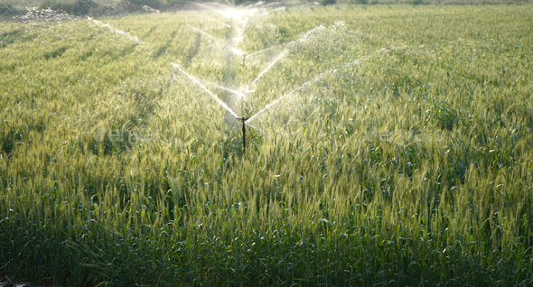 Irrigation system sprinkler watering a wheat field, India. Stock Photo ...