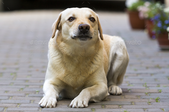 Big clever light yellow brown funny dog Labrador- retriever laying in paved yard on bright sunny day