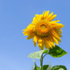 Sunflower - PhotoDune Item for Sale