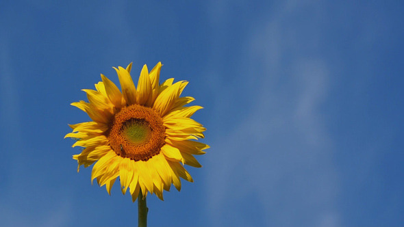 Sunflower and Blue Sky