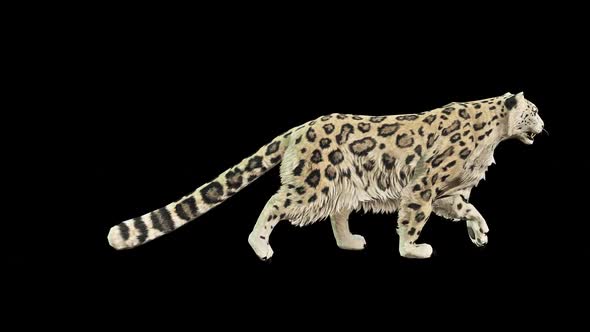 Leopard Walk, Motion Graphics | VideoHive