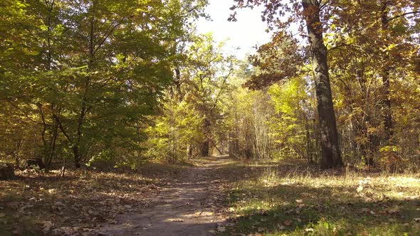Forest with Trees in the Fall During the Day alt