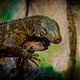 Komodo dragon in the beautiful nature habitat. Monitor lizard - PhotoDune Item for Sale
