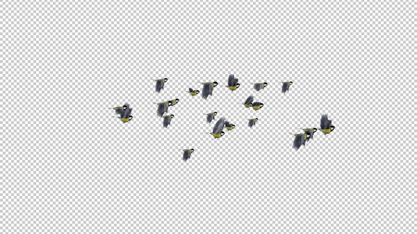 Yellow Tits - Flock of 21 Birds - Flying Transition - Alpha Channel