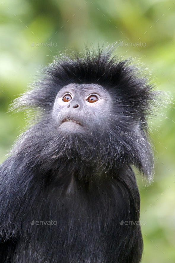 East Javan Langur Trachypithecus Auratus Climbing On Tree With