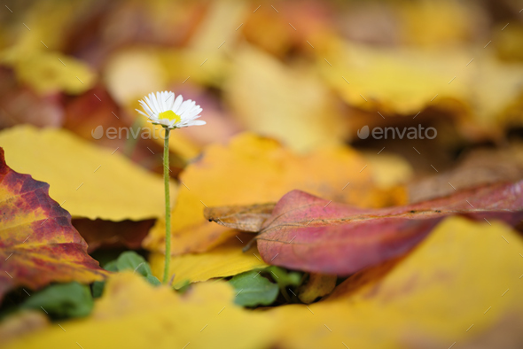 Isolated daisy flower out of dead leaves of yellow ironwood tree as resilience ability. - Stock Photo - Images