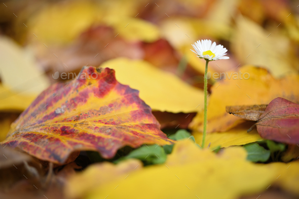 Isolated daisy flower out of dead leaves of yellow ironwood tree as resilience ability. - Stock Photo - Images