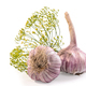 garlic and a sprig of dill - PhotoDune Item for Sale