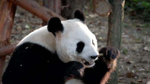 Giant Panda Bear Eating Bamboo alt