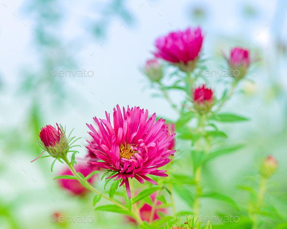 Pink aster flower in the garden - Stock Photo - Images