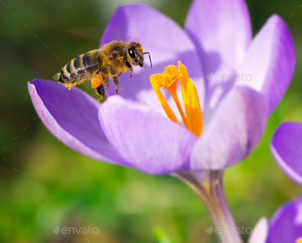 Flying bee at a purple crocus flower blossom - Stock Photo - Images