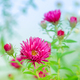 Pink aster flower in the garden - PhotoDune Item for Sale