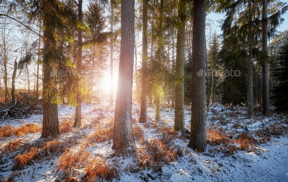 Forest at sunset, beautiful winter landscape. - Stock Photo - Images