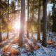 Forest at sunset, beautiful winter landscape. - PhotoDune Item for Sale