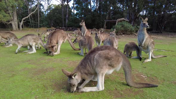 Group of kangaroos sitting around and standing up. alt