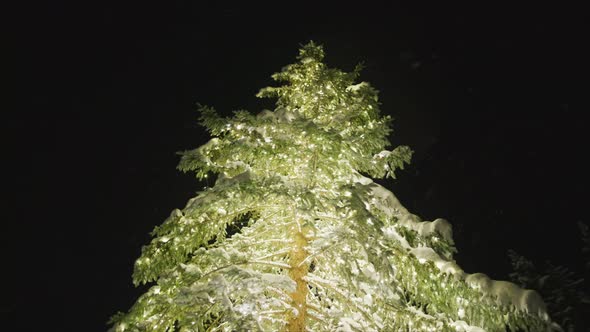 Amazing Christmas Eve Slow Motion Footage Around Tall Illuminated Pine Footage alt
