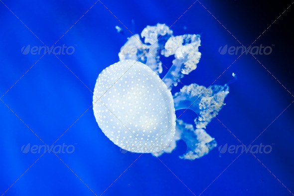 Jellyfish - Stock Photo - Images