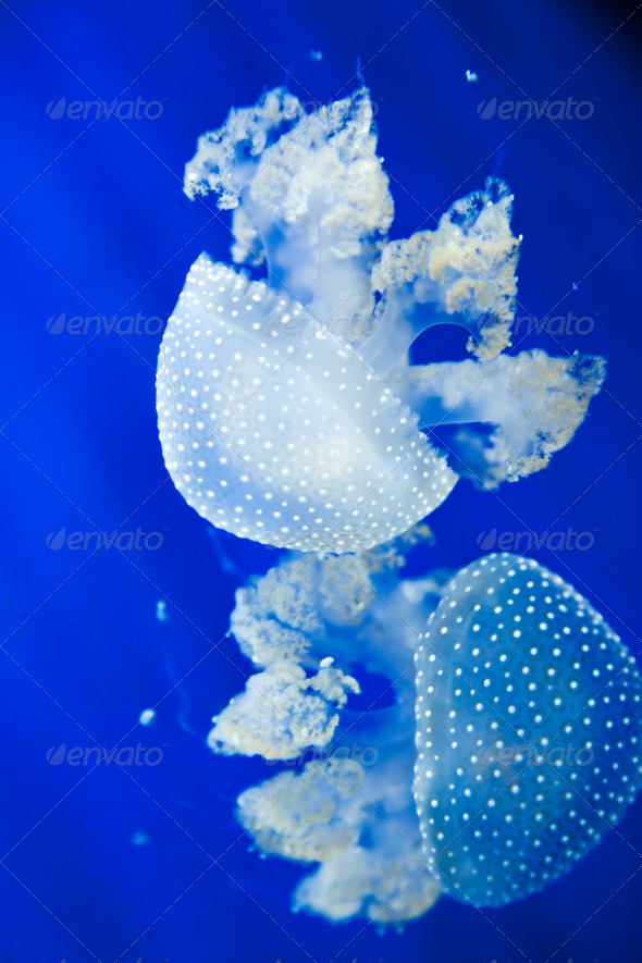 Jellyfish - Stock Photo - Images