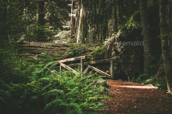 Scenic California Redwood Trail with Small Wooden Bridge Stock Photo by ...