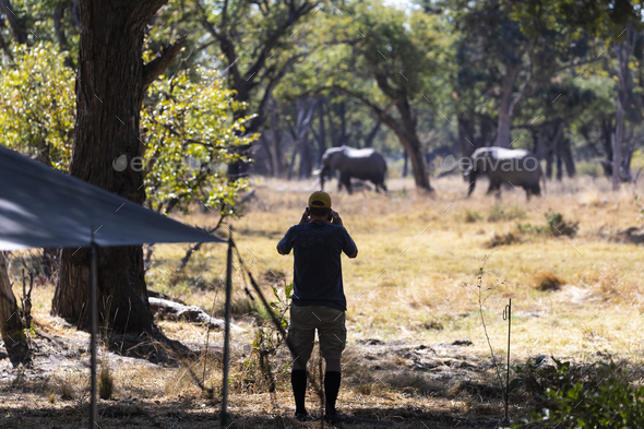 Man watching two mature elephants, loxodonta africana, walking through trees near a safari camp.