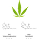 Cannabis fan leaf with chemical formulas of cannabinoids THC and CBD - PhotoDune Item for Sale