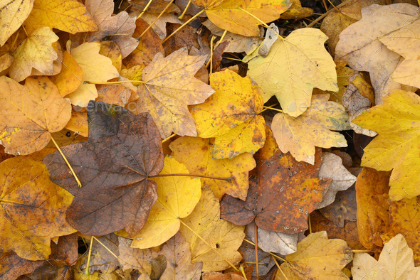 Bed of fallen leaves of maple tree in autumn. - Stock Photo - Images