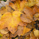 Bed of fallen leaves of maple tree in autumn. - PhotoDune Item for Sale