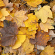 Bed of fallen leaves of maple tree in autumn. - PhotoDune Item for Sale