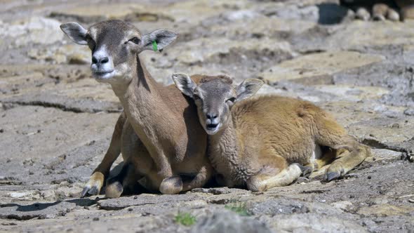 Mother and newborn mouflon lying on ground and eating in sunlight,close up alt