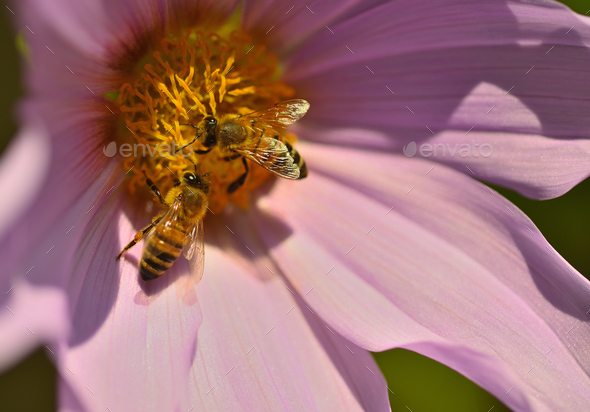 Two honey bees collecting pollen from an autumn flower of Dahlia imperialis - Stock Photo - Images