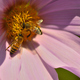 Two honey bees collecting pollen from an autumn flower of Dahlia imperialis - PhotoDune Item for Sale